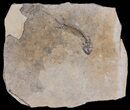 Permian Branchiosaur (Amphibian) Fossil - Germany #63604-1